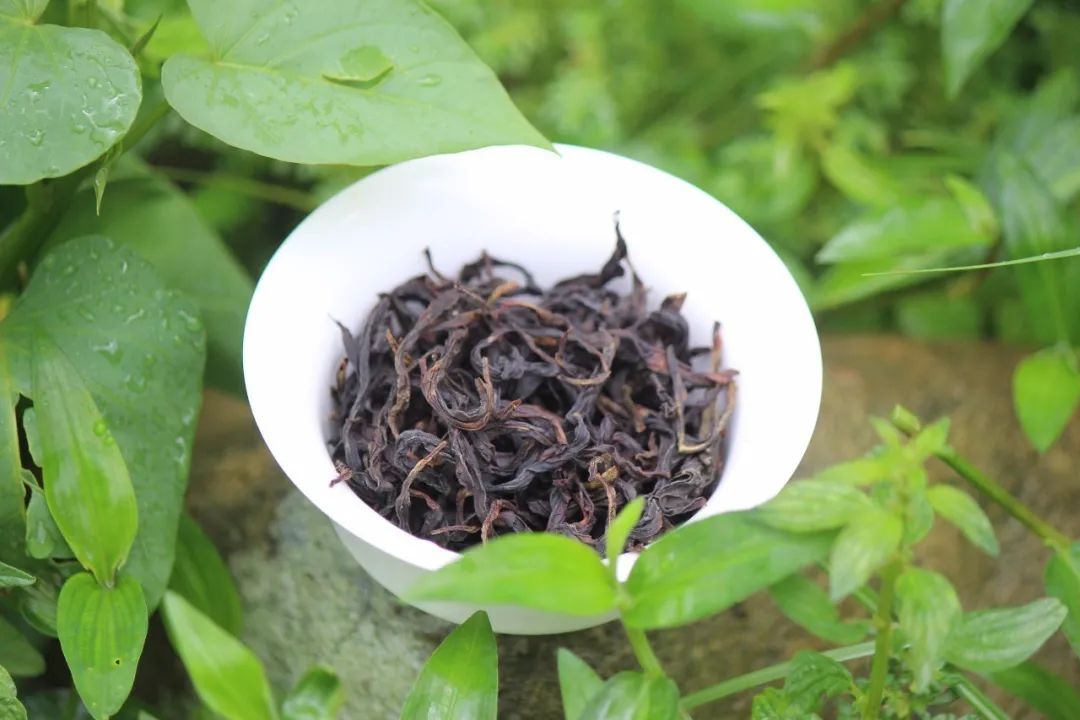 宋種1號是鳳凰茶區現存最古老的一株茶樹