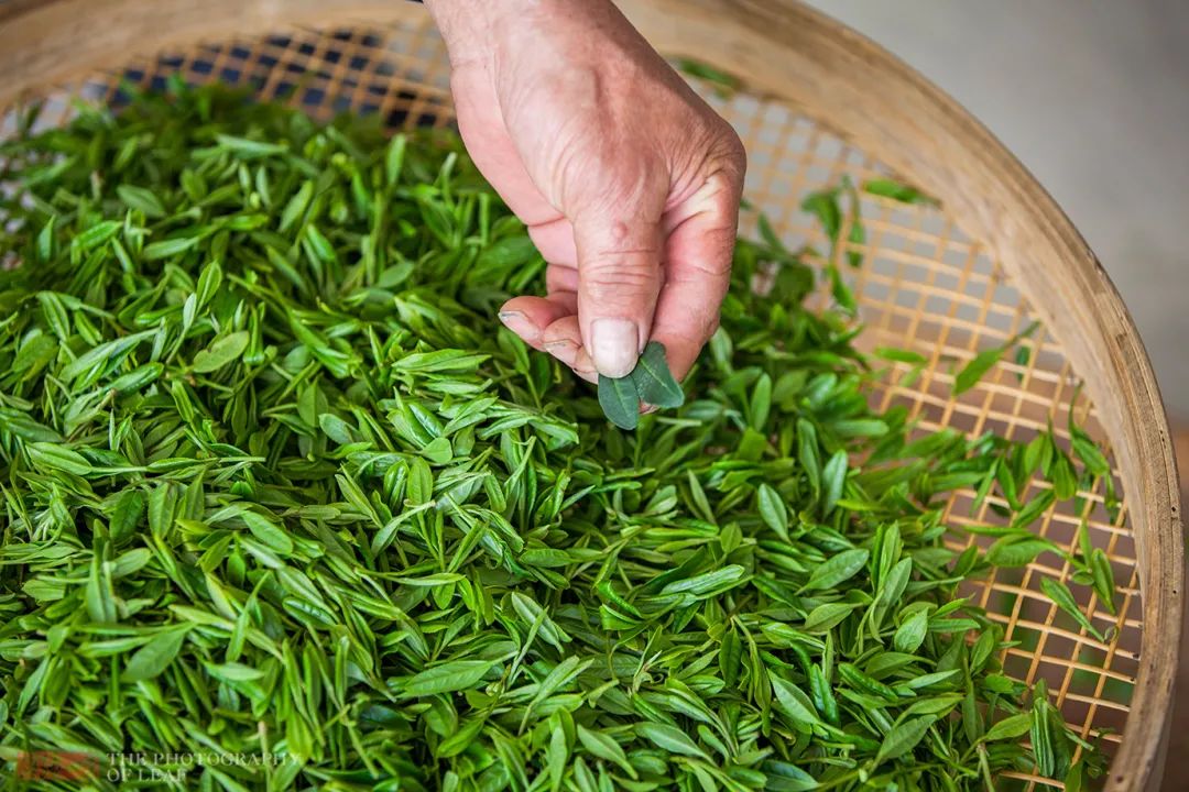 「御前八棵」以外的明前特級龍井茶，在2014年已飆升到10萬/公斤以上。