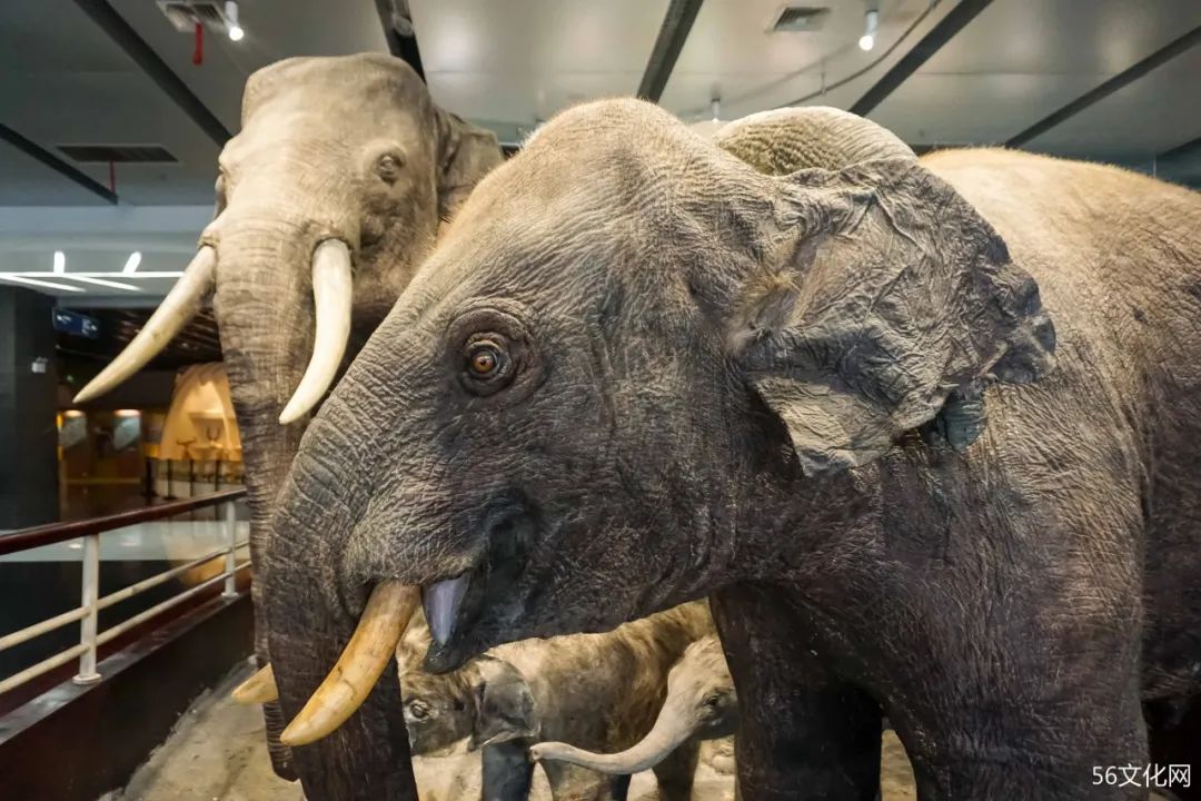 大象標本